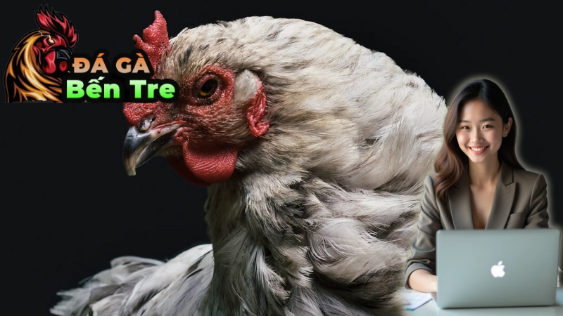 Các Trận Đấu Gà Tại Bến Tre