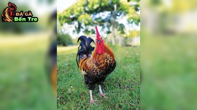 Bí mật chọn giống gà chiến