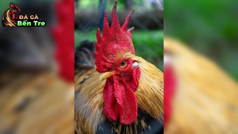 Bí quyết chăm sóc gà đá chất lượng