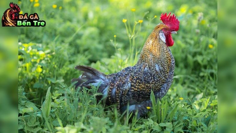 Bí quyết chọn giống chiến kê Gà Asil