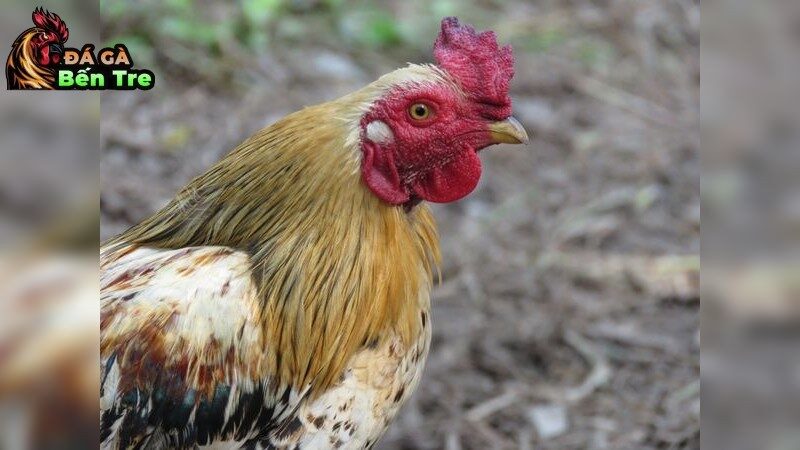 Bí Quyết Dinh Dưỡng Để Gà Đá Bền Sức