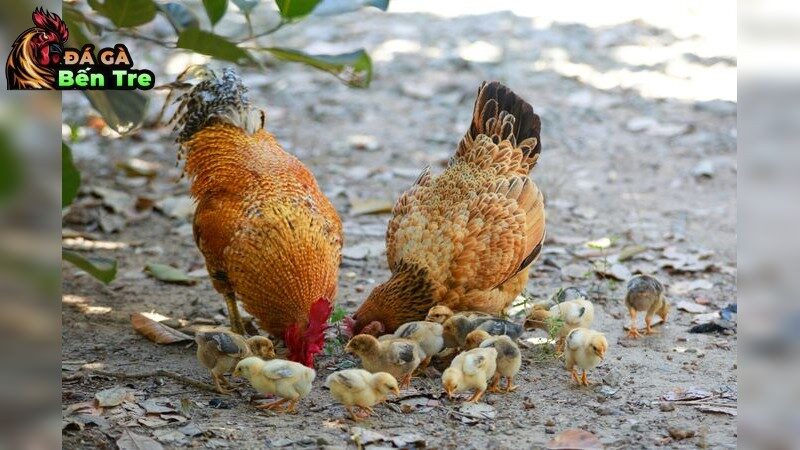 Bí quyết lựa chọn giống gà chiến