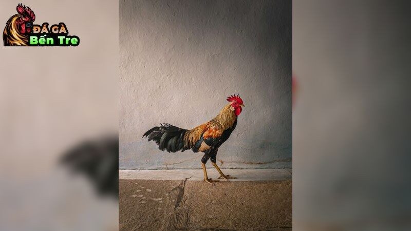 Bí Quyết Lựa Chọn Giống Gà Đá Hiệu Quả