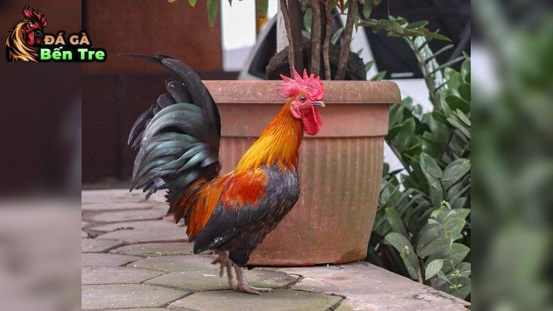 Bí Quyết Lựa Chọn Giống Gà Đá Uy Tín