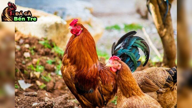Bí quyết nuôi gà chiến thắng