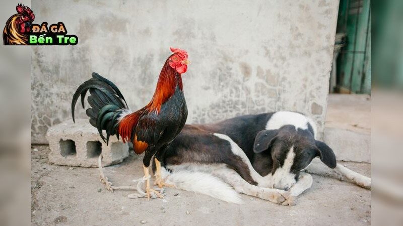 Bí quyết nuôi gà đá bền sức khỏe