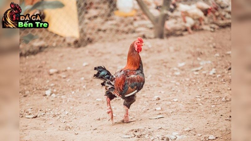 Bí quyết thích hợp để chọn giống gà đá