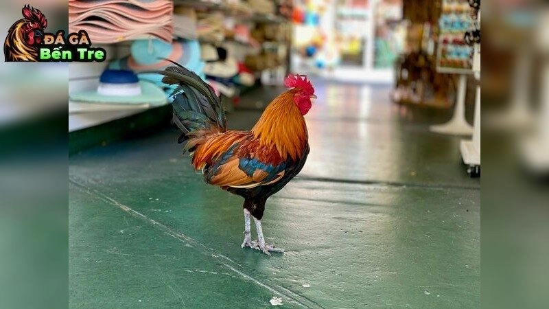 Các bệnh thường gặp ở gà đá – Giải pháp chăm sóc gà tốt nhất 2025