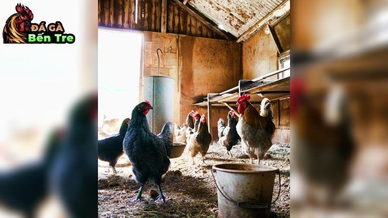 Các biện pháp xử lý nhanh khi gà bị bệnh