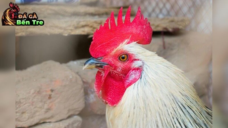 Các bước chuẩn bị cơ bản cho gà đá cựa dao