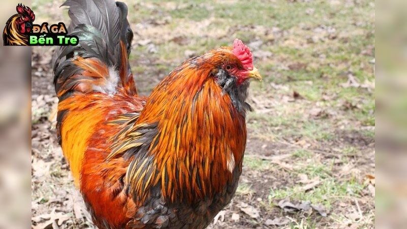 Các dòng gà đá lai chiến thắng nhiều: Yếu tố di truyền