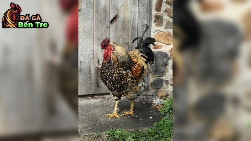 Các giống gà đá đá gà không cựa hay nhất hiện nay – Tìm kiếm chiến kê đẳng cấp 2025