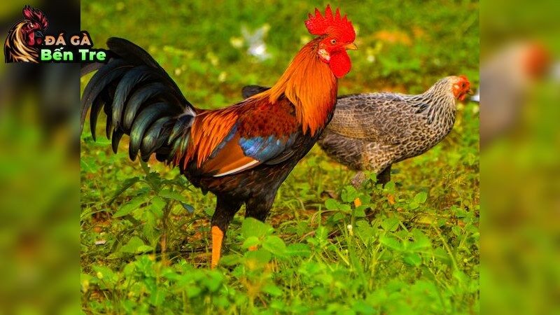 Các vấn đề dinh dưỡng và chăm sóc