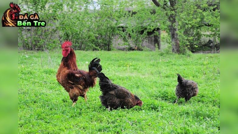 Cách điều trị tiêu chảy ở gà chọi