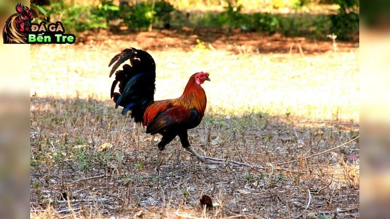 Cách Lựa Chọn Đá Gà Ăn Tiền Việt Nam Nổi Tiếng