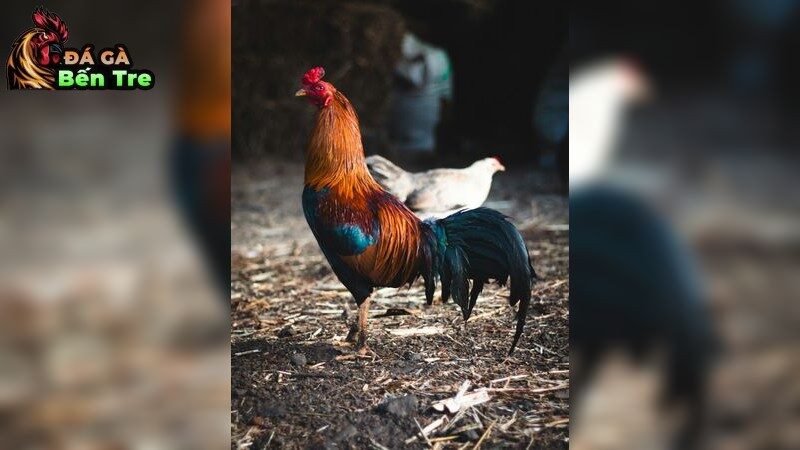 Cách nhận biết và ứng dụng bí quyết chọi gà