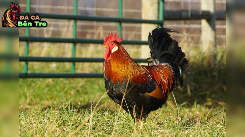 Cách phòng bệnh cho gà đá cựa sắt: Những bí quyết thành công