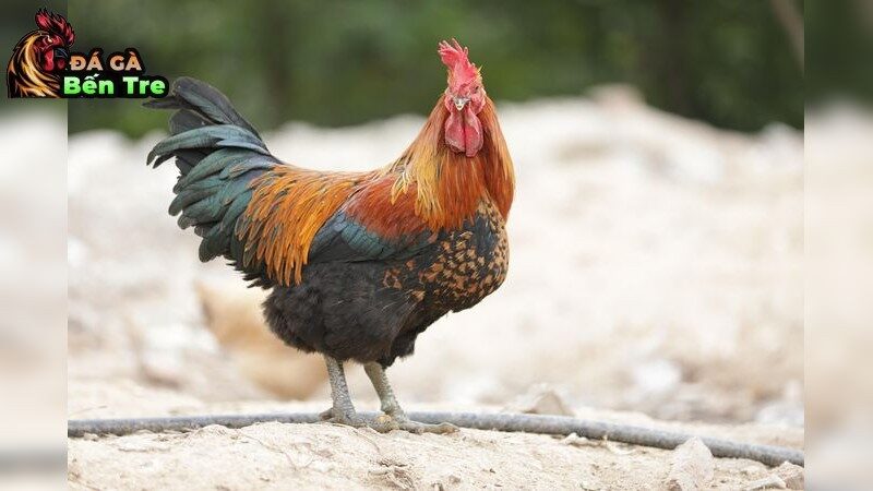 Cách trị bệnh CRD ở gà đá hiệu quả nhất