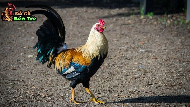 Cách trị bệnh tụ huyết trùng ở gà đá – Hướng dẫn chi tiết từ chuyên gia 2025