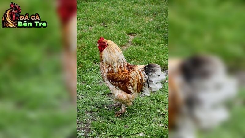 Chế độ chăm sóc để gà luôn trong tình trạng tốt nhất
