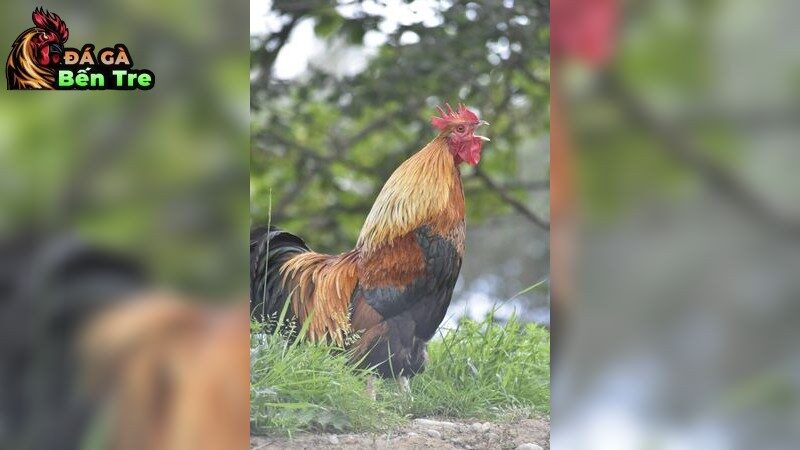 Chế độ dinh dưỡng cho gà đá cựa sắt