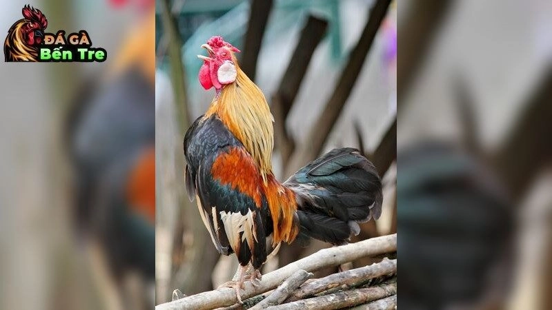 Gà đá bị khò khè khó thở – Cách xử lý nhanh