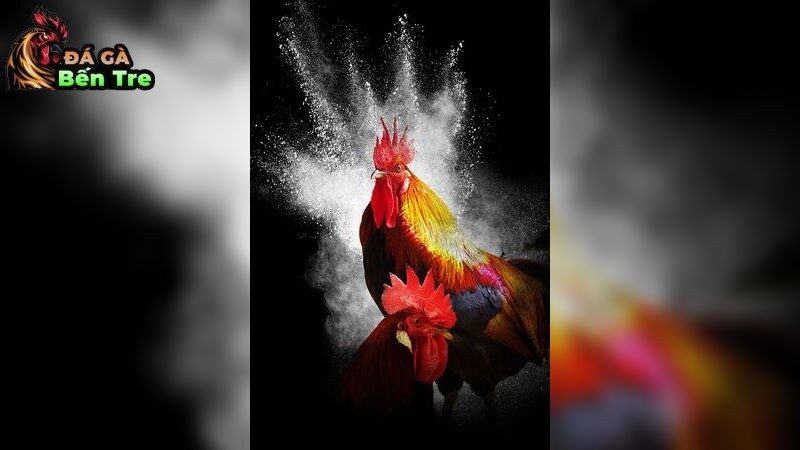 Gà đá bị sưng phù đầu – Nguyên nhân và cách chữa tốt nhất