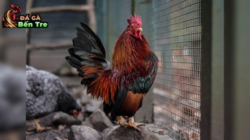 Gà đá bị yếu chân – Nguyên nhân và cách khắc phục