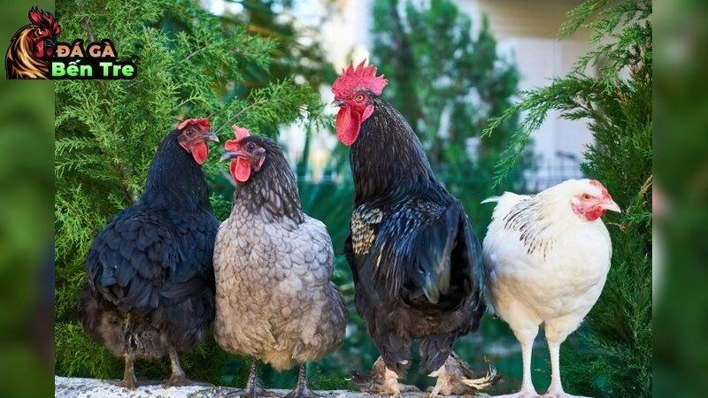 Giống gà đá cựa sắt mạnh nhất – Làm chủ sới đá 2025