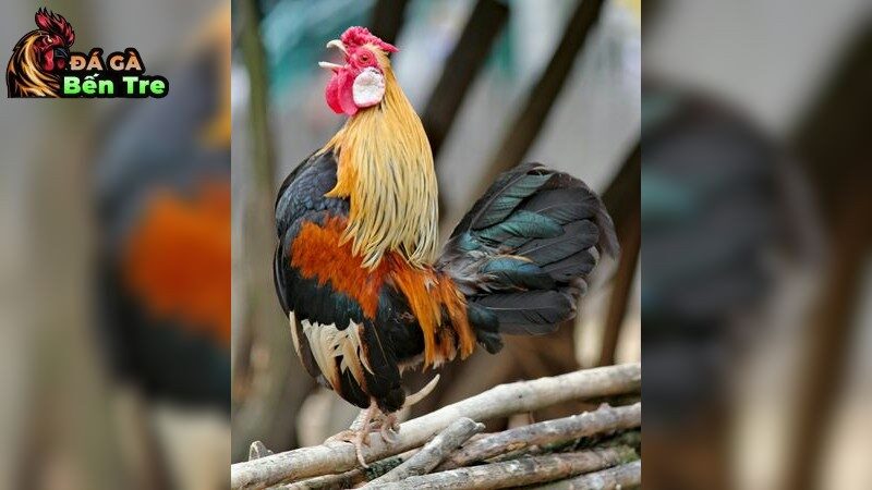 Nguyên Nhân Gây Yếu Chân Ở Gà Đá