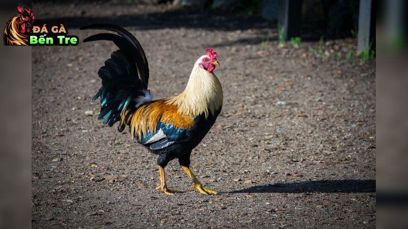 Nguyên nhân và dấu hiệu nhận biết bệnh CRD