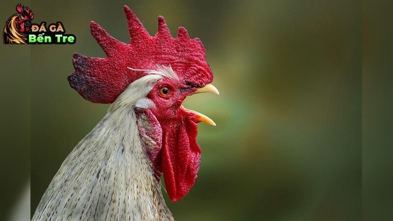 Những bệnh thường gặp ở gà chọi