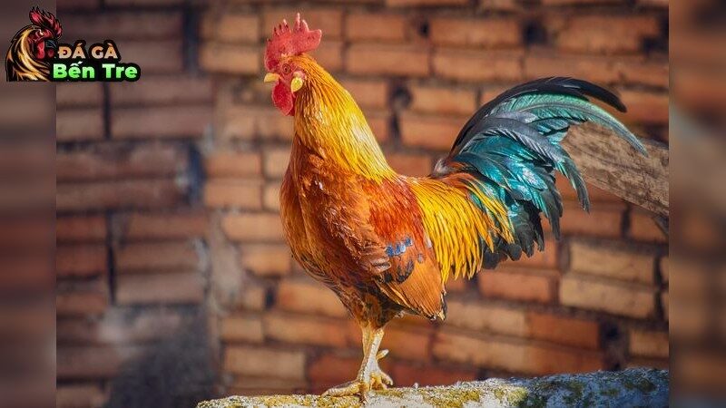 Những Yếu Tố Quan Trọng Khi Chọn Gà