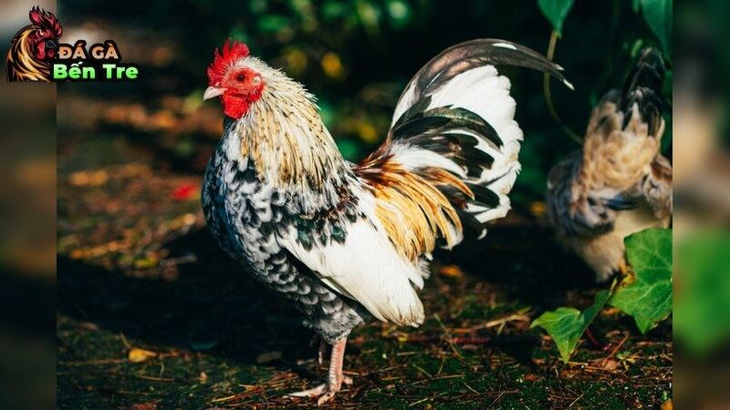 Phương pháp huấn luyện chiến kê hiệu quả