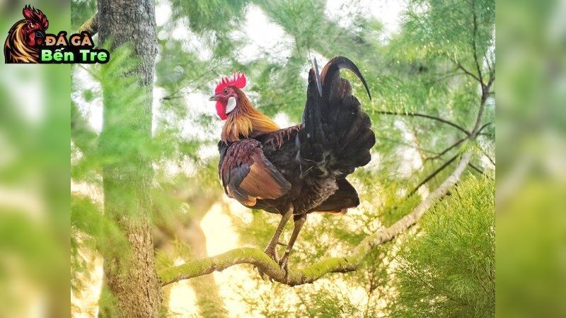 Phương pháp nuôi gà đá hiệu quả