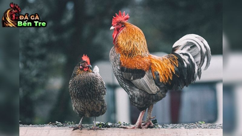 Quản lý môi trường nuôi dưỡng