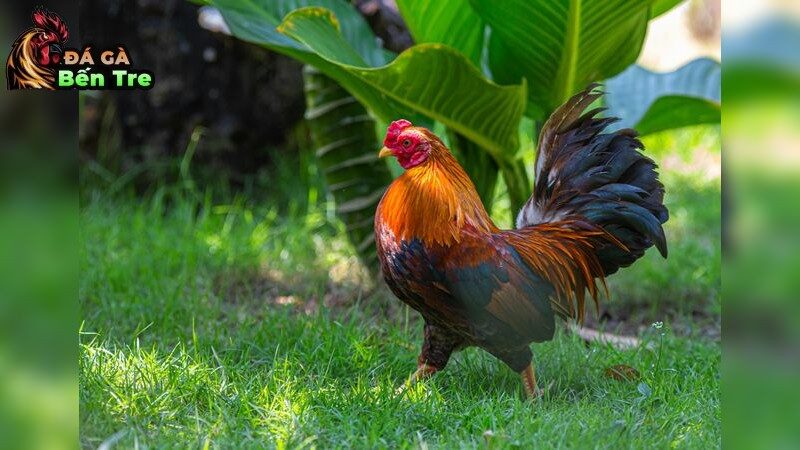Yếu tố tạo nên gà chọi hàng đầu